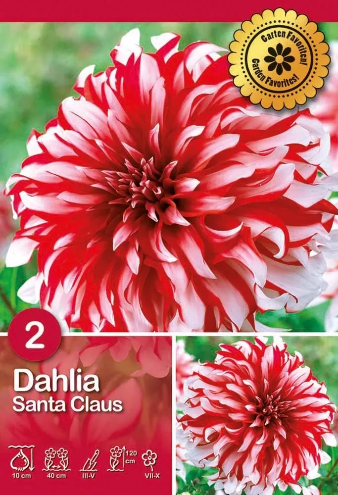 Dalia 